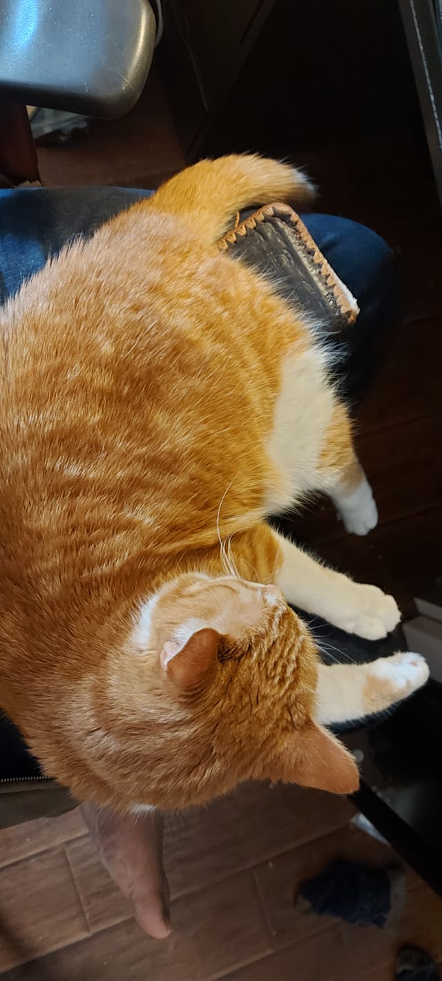 An orange cat sleeps on someone's lap, she is contented